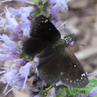 Common Sootywing butterfly