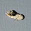 Small Bird Dropping Moth