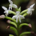orchid