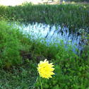 Common Sunflower