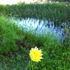 Common Sunflower