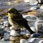 Serin; Verdecillo
