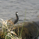 American Coot
