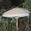 lepiota procera