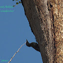 scaly bellied woodpecker