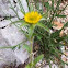 Pallenis spinosa