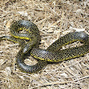 Speckled Kingsnake