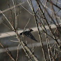 Downy Woodpecker