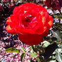 Trumpeter Rose