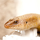Sand Lizard [skink,bubuli]