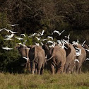 African Elephant