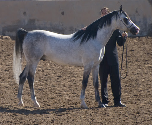 Ava's Arabian and Thoroughbred Stallions For Stud DSC_0093+gray+stallion+over+eight+years+old+en+az