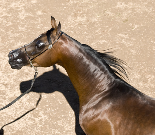 Shado's Bios  (Shadow Heart) DSC_0168+head+shot+of+an+older+stallion+en+az