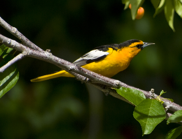 DSC_0004 male adult bullock s oriole looking for cherries en az.jpg