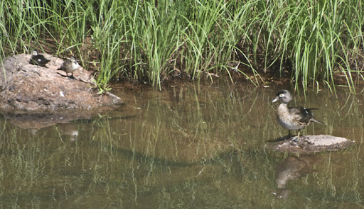 duck babies