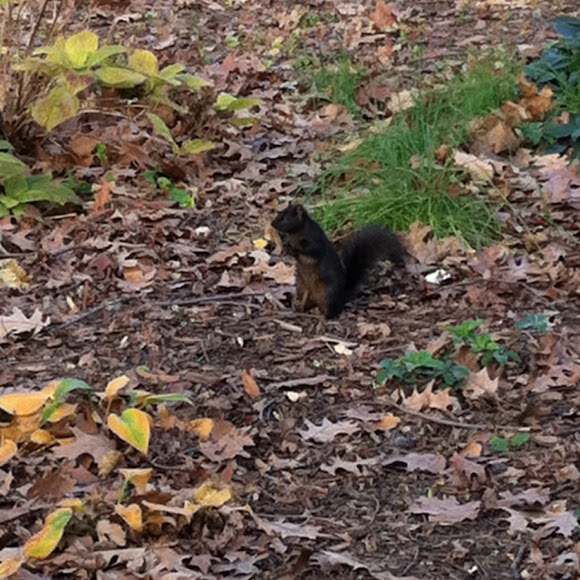 Spotting Image 1