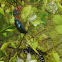 Bluebottle wasp