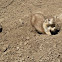 Prairie Dog