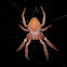 Tropical orb weaver spider