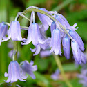 wildflower