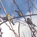 Cape White-eye (Kaapse Glasogie)