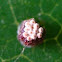 Insect eggs