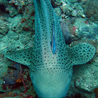 Zebra shark