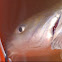 Catfish