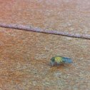 Fly