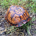 Eastern Box Turtle