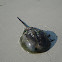 Horseshoe crab