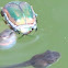 Green june beetle
