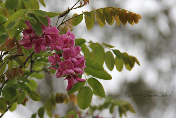 Pink Locust Tree | Project Noah