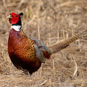 Ring-necked Pheasant