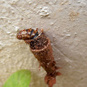 Bagworms