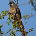 Speckled Mousebird