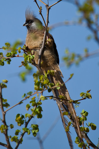 Spotting Image 1