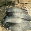 Visayan Warty Pig