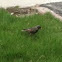 European Starling