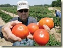 tomates - Salmonela se dispara en Estados Unidos