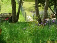 [T52008avriltulipesiris2.jpg]