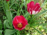 [T52008avriltulipes42.jpg]