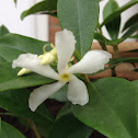 Star jasmine