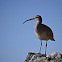 Whimbrel