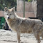 Lobo Mexicano