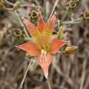 Violeta del Campo