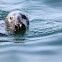 GRAY SEAL