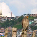Gavilán Caminero - Roadside Hawk