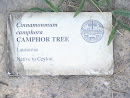 CAMPHOR TREE