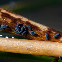 water springtails